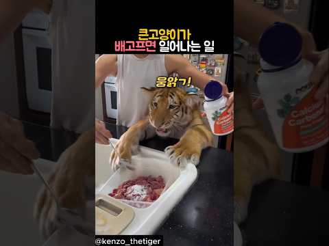 큰고양이가 배고프면 일어나는 일 #동물 #호랑이