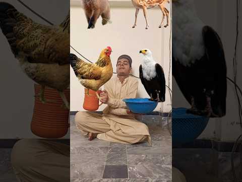 Halal Vs Haram ? | hasbi rabbi jallalah ? | #shorts #youtubeshorts #islamtrend