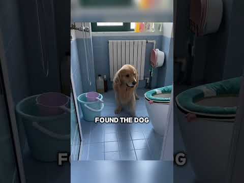 This dog asked his owner to clean the bathroom after him ๐