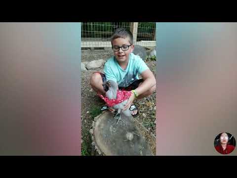 Funny baby animals compilation | Funny baby with animal compilation | Funny Vines