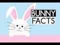 Fun Facts About Rabbits
