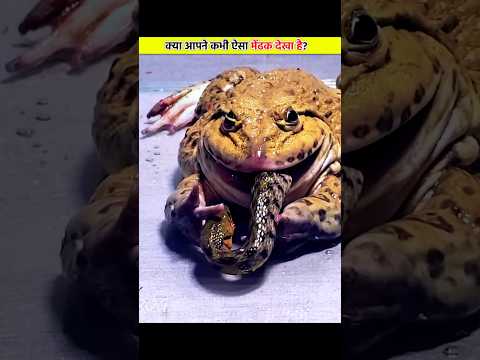 Dangerous Frog ever ☠️
