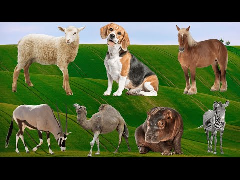 Cute Farm Animals: Sheep, Dog, Horse, Antelope, Hippo, Zebra – Animal Sounds
