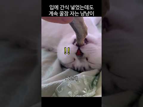입에 간식 넣었는데도 계속 꿀잠 자는 냥냥이ㅋㅋ