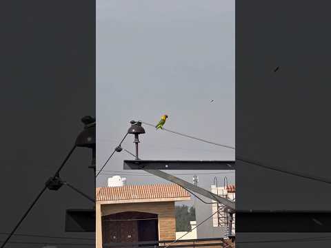 Part 1 #foryou #birds #lovebirds #trending #viralshort #minivlog #petsvlog #birdscare #fyp