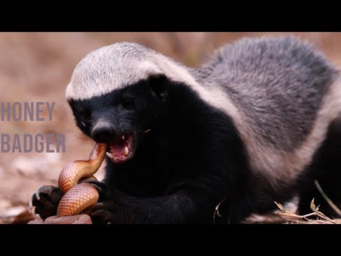 No Rival Too Big | Animals Messed with the Wrong Honey Badger