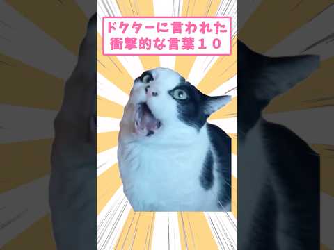 ドクターに言われた衝撃的な言葉10 #猫 #猫のいる暮らし #猫動画 #ねこ #可愛い #ペット #かわいい #2ch