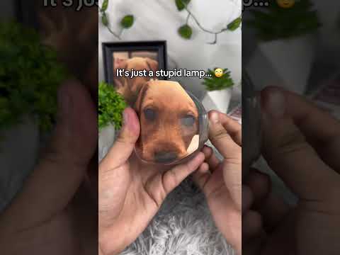 It’s the best gift I got 🥹❤️ #petgift #dogsoftiktok #petsoftiktok #doglover  . . . . Video crystal
