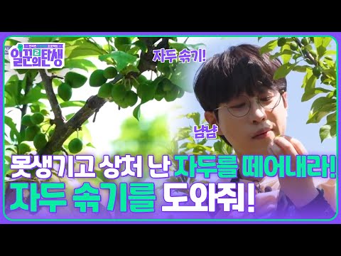 못생기고 상처 난 자두를 떼어내라! 자두 솎기를 도와줘! [일꾼의 탄생 시즌2] | KBS 250611 방송