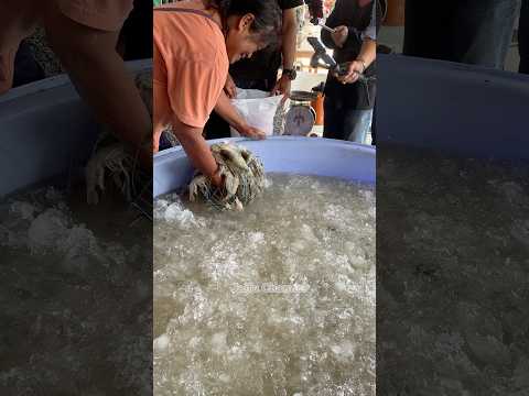 มานิ่งๆได้ 3โล 2 ขีดจ่าย 100 เดียวเจ๋งสุดๆตลาดพี่ญาคนรุม #ตักกุ้ง #กุ้งสด #streetfood #food #shorts