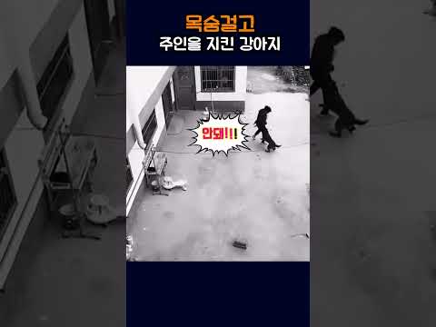 아이를 데려가려 하자 끝까지 지킨 강아지