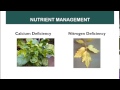 Fertilizer Application Methods and Deficiencies