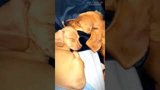 Dachshunds never mind having a new baby 😍🐶 | Daily Dose Of Dachshund | #dachshund #shorts