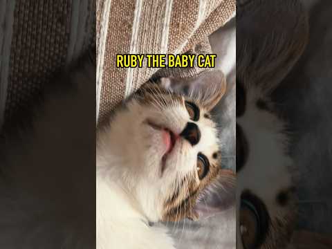 Ruby the baby cat…? OH WAIT!