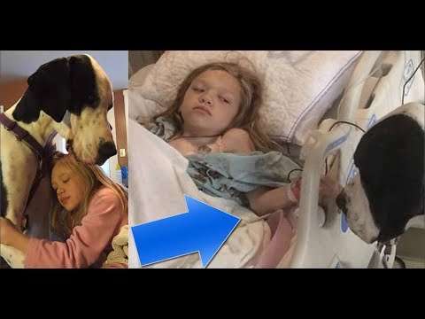 Perro gigante se acerca a niña en el hospital, extiende sus patas y sucede el milagro