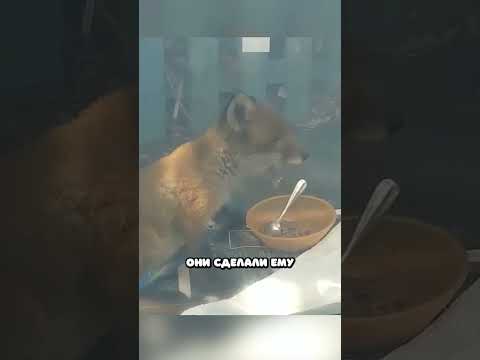 Лиса попросила людей о помощи...