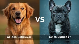 Golden Lab vs French Bulldog: Which Is the Best Family Dog?