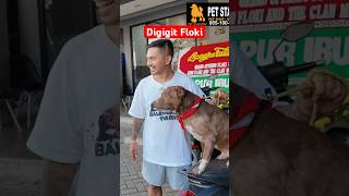 Kena Gigit Floki Cinta Tanpa Syarat