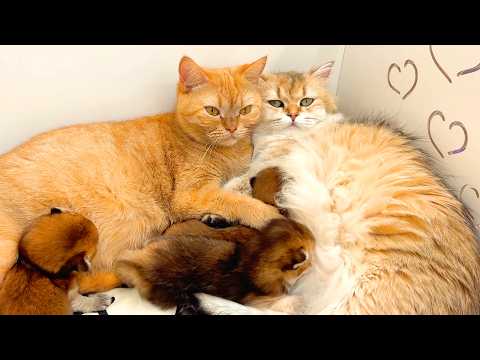 Unbelievable! Two cat moms feeding and raising their kittens together