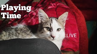 PLAYING Time Of Puss Puss