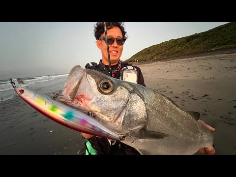 【食物連鎖】遠浅サーフから憧れのヒラスズキを釣った日【ちえみさんありがとう】