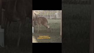 This Deer Is Already Dead, It Just Doesn’t Know It 💀 #interesting
