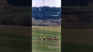Elk Spotting in Stevens County in the Pacific Northwest!