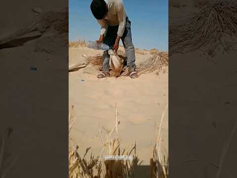 لحظات مؤثرة شاب ينقذ جمل عطشان في الصحراء #السعودية #ليبيا #india تربية الإبل الناقة شيلات كشتات