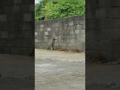Mother cat patiently teaches her baby how to climb the wall#cat #kitten