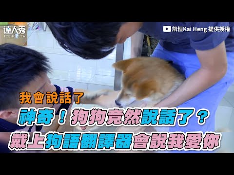 【神奇！狗狗竟然說話了？ 戴上狗語翻譯器會說我愛你】｜@凯恒Kai Heng