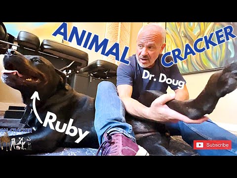 DOG SCREAMS DURING MASSAGE ~ ROTTWEILER ~ MADLY in LOVE with her CHIROPRACTOR! (PART 3)
