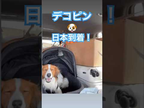 【㊗️200万再生】大谷翔平、デコピンとともについに日本へ到着！ #大谷翔平 #ドジャース #shohei #大谷 #デコピン #真美子夫人 #佐々木朗希 #山本由伸 #MLB #ホームラン