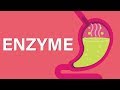 Exploring the Role and Function of Enzymes