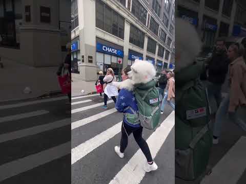 This is how my dog travels around New York City! #dog #samoyed #nyc #shorts