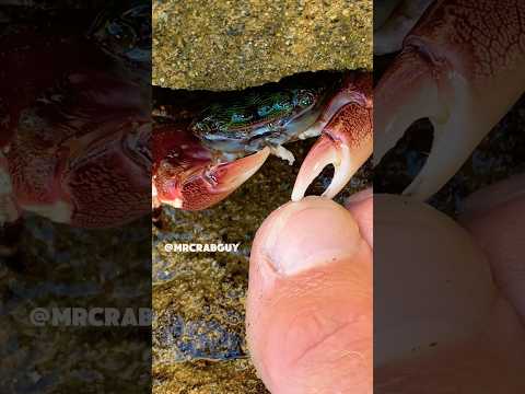 SATISFYING ASMR Sounds | Crab ASMR