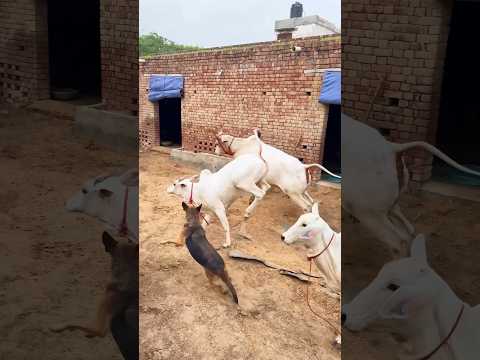 🦄 क्यूँ खड़ी खड़ी तू हाले रे गौरा चाल कसूती चालै । Shiv Gora Bhajan | Bholenath Parvati Song Shiva