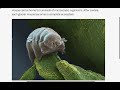 Ecosystems and Glacier Mice