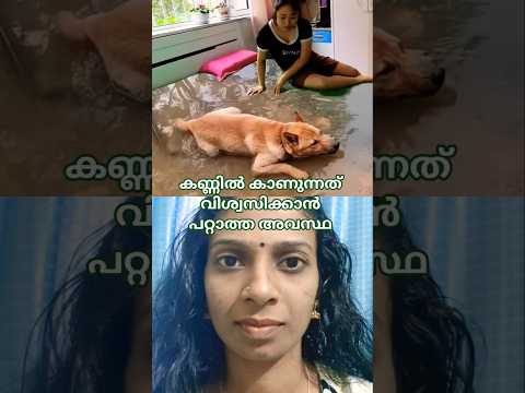 𝗨𝗻𝗽𝗿𝗲𝗱𝗶𝘁𝗮𝗯𝗹𝗲 𝗧𝘄𝗶𝘀𝘁 🤣🐶 എന്തൊക്കെ കാണണം 🙏 #technology #innovation #new #funny #unpreditable #ai #aiart