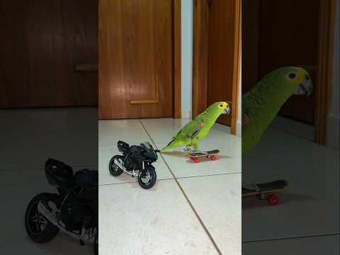 Skateboarding Parrot #parrot #parrots #skateboarding #skateboard #skate #birds #meme #pets #sports