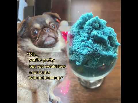 you're welcome to use that one 👿 #humour #tinydog #funnydogs pov #foryoupage #asmr#funny 😑