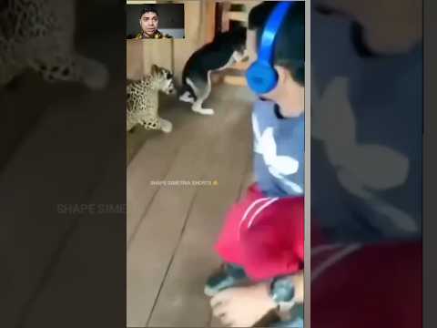 cachorro tá correndo até hoje amizade da onça