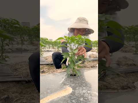 A Easy Tip to Increase Pepper Yields #farmingtech @HappyFarm85