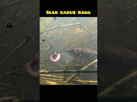 ikan gabus mendekati umpan ketika mancing dirawa #ikangabus #mancing #rawa #fishing #underwater