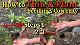 How to Thin & Transplant Clusters of Garden Seedlings Perfectly (Protect the Roots!)
