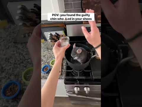 #shorts #chinchilla #guilty #cooking