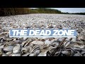 Exploring the Causes of Fish Die-Offs in the Gulf of Mexico