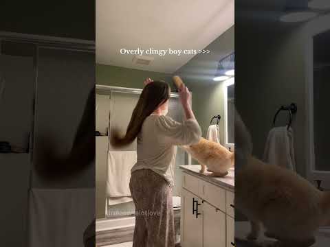I can't refuse this cute request.#cat #catsoftiktok #catlover #funny #funnyvideos #foryou #fypage