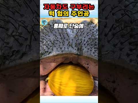 50cm 송곳니로 뭐든 박살내는 물속 하마의 정체