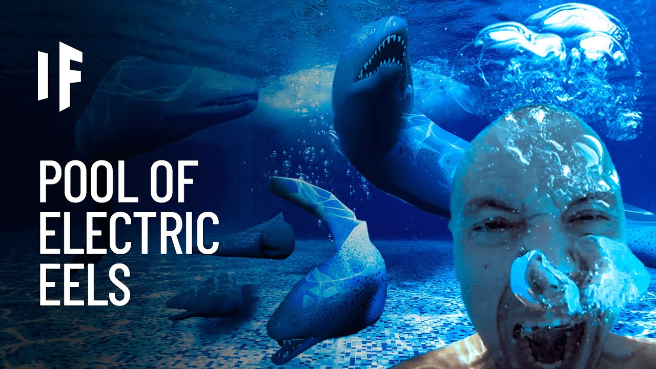 What If You Fell Into a Pool of Electric Eels?