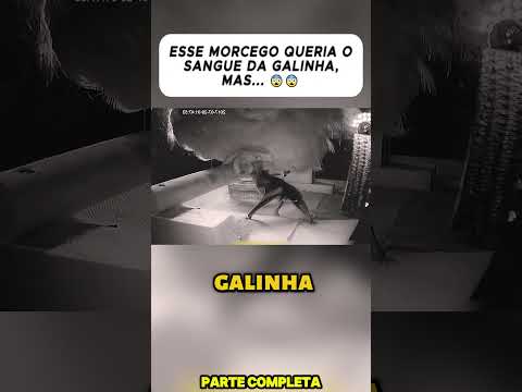 ESSE MORCEGO QUERIA O SANGUE DA GALINHA, MAS... 😨😨